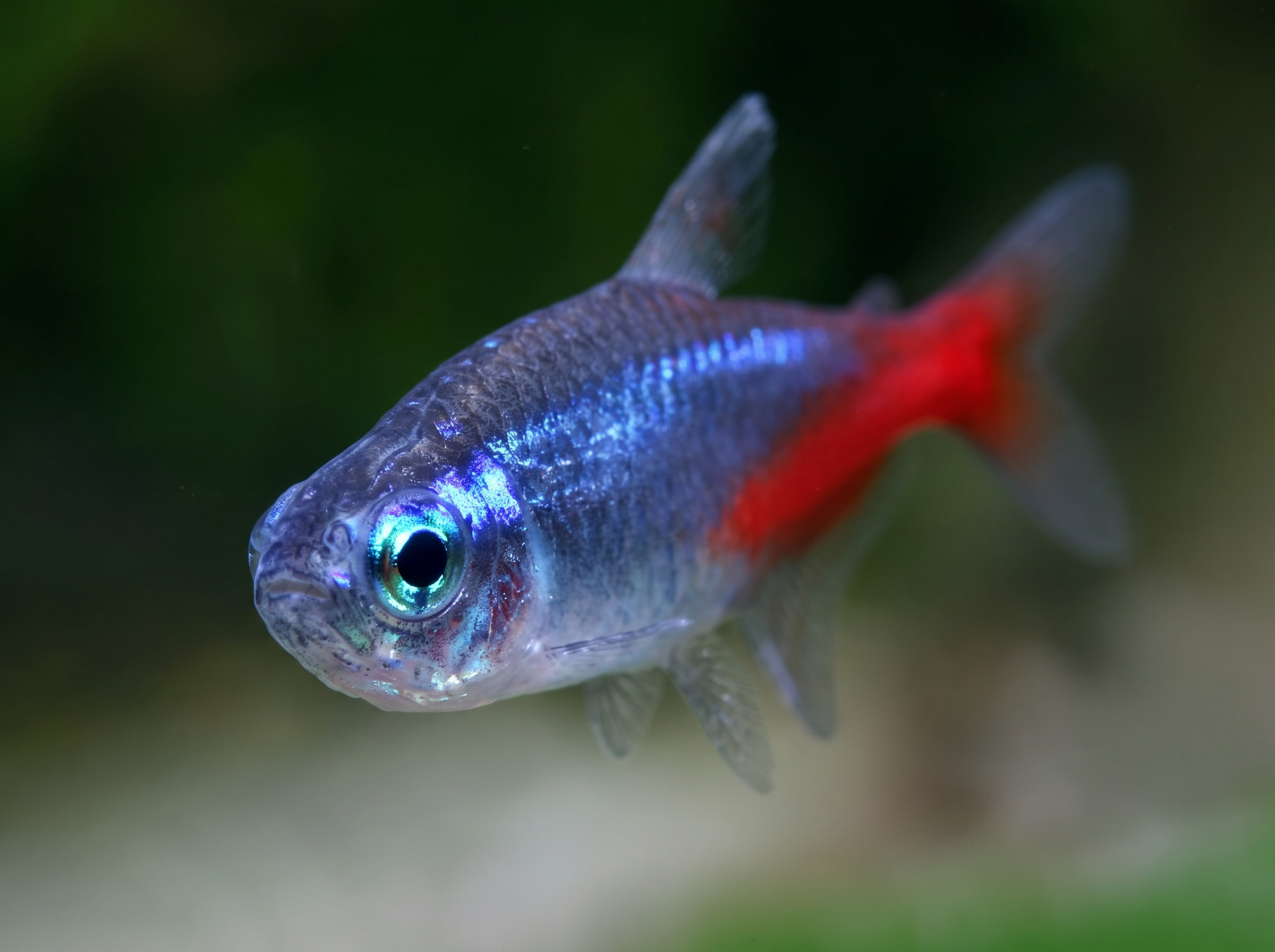 12 Vibrant Freshwater Fish and Invertebrates for a Thriving Planted Community